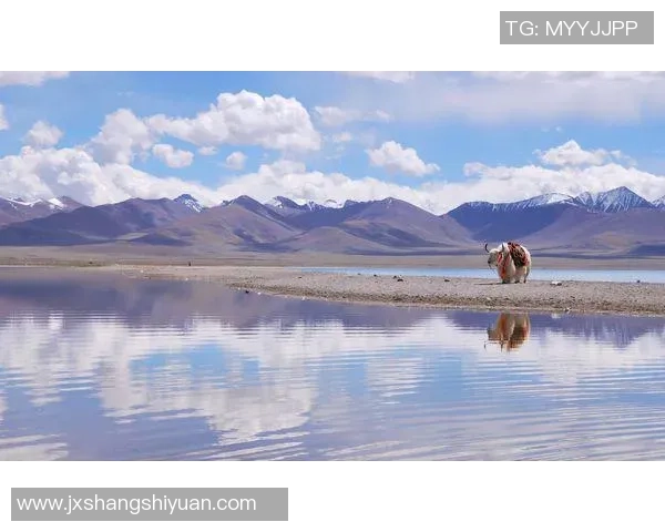 皇家盐湖城与圣何西地震的精彩对决分析与预测